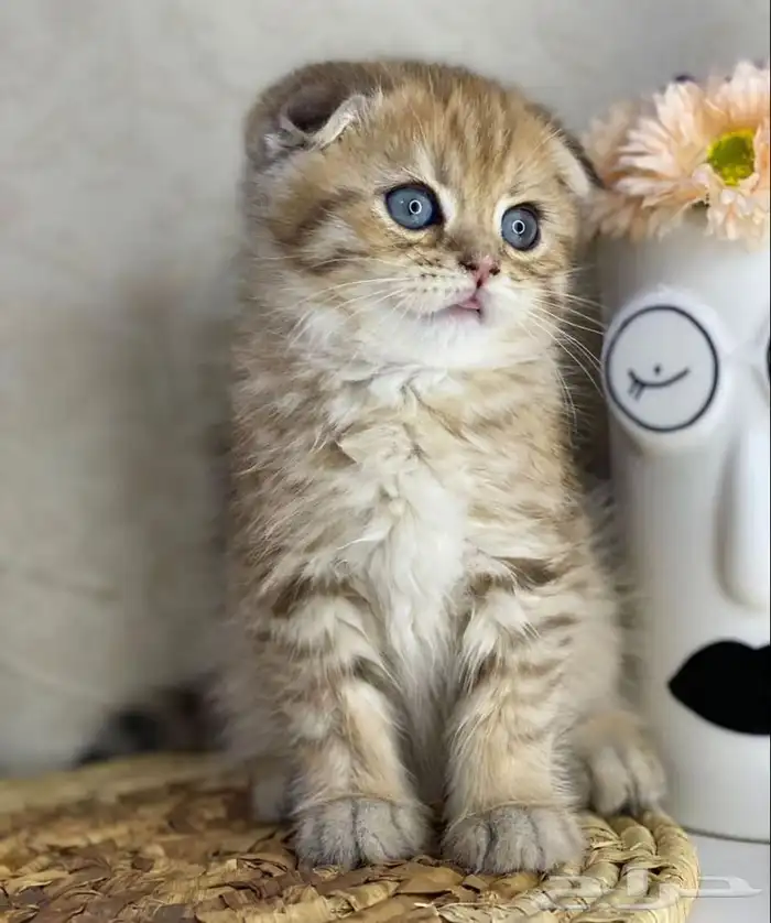 كيتن سكوتش فولد قولد تربل فولد قطه قطوه قطط قط بسه كيتن قطو 5