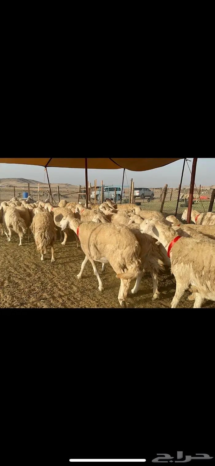 غنم حرية موة القناي حرش صنف 52 2