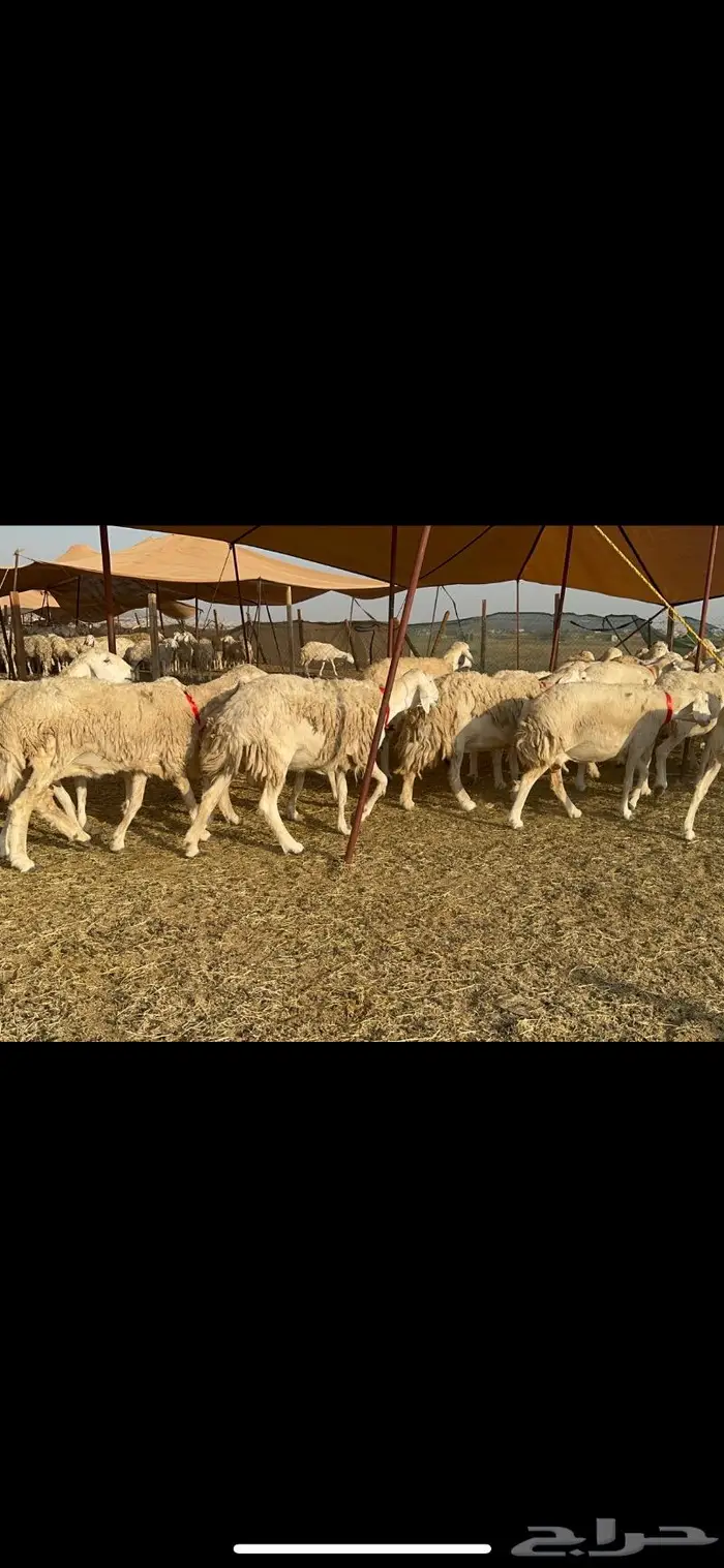 غنم حرية موة القناي حرش صنف 52 3