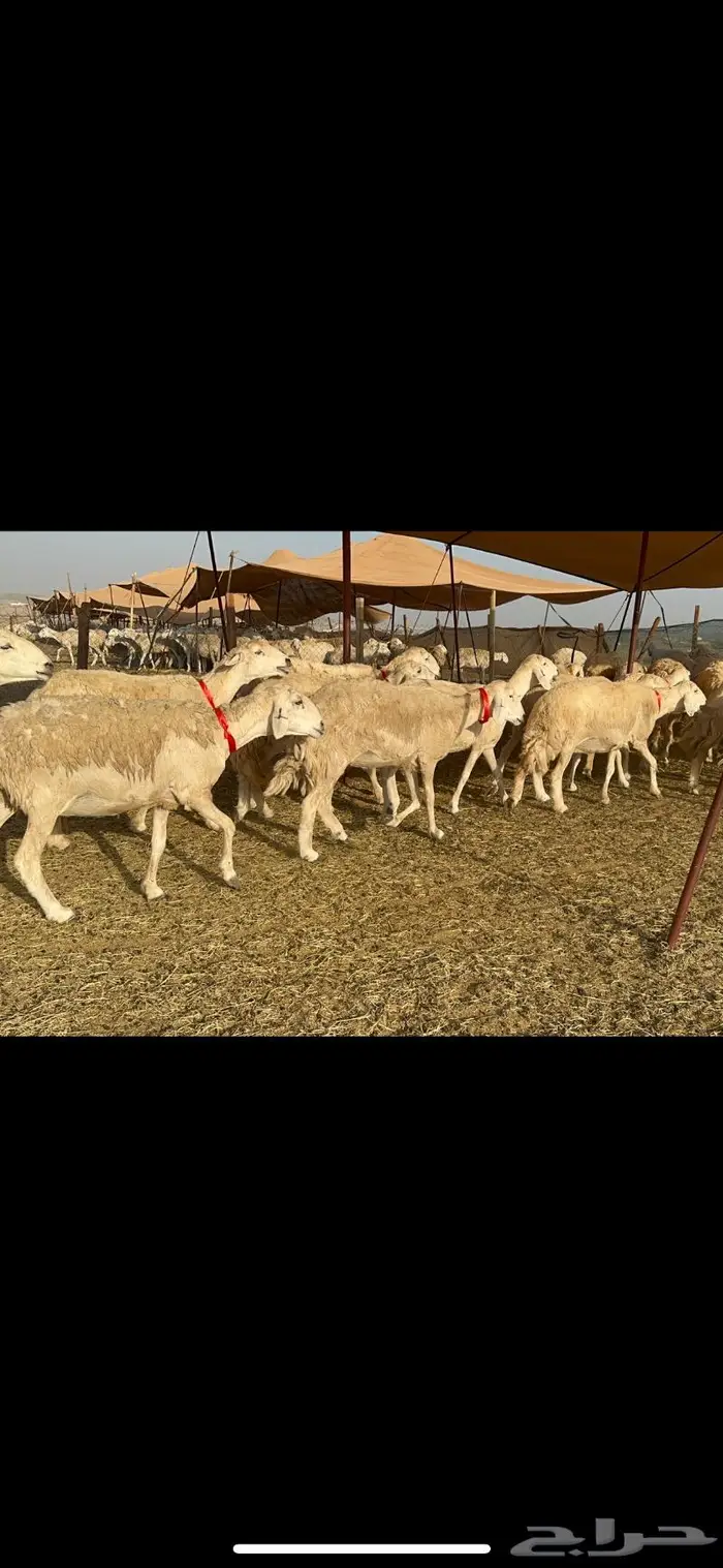 غنم حرية موة القناي حرش صنف 52 4