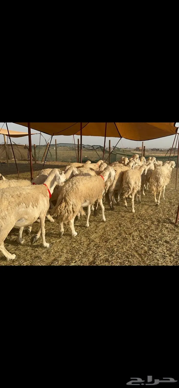 غنم حرية موة القناي حرش صنف 52 5