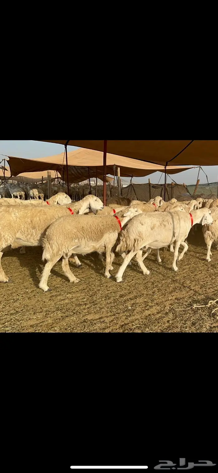 غنم حرية موة القناي حرش صنف 52 6