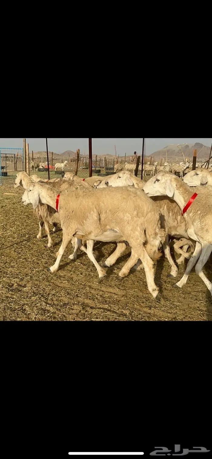 غنم حرية موة القناي حرش صنف 52 7