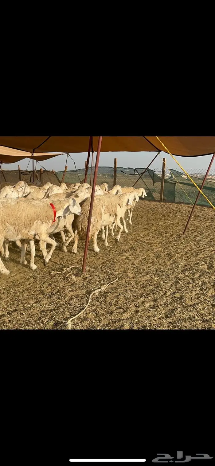 غنم حرية موة القناي حرش صنف 52 8