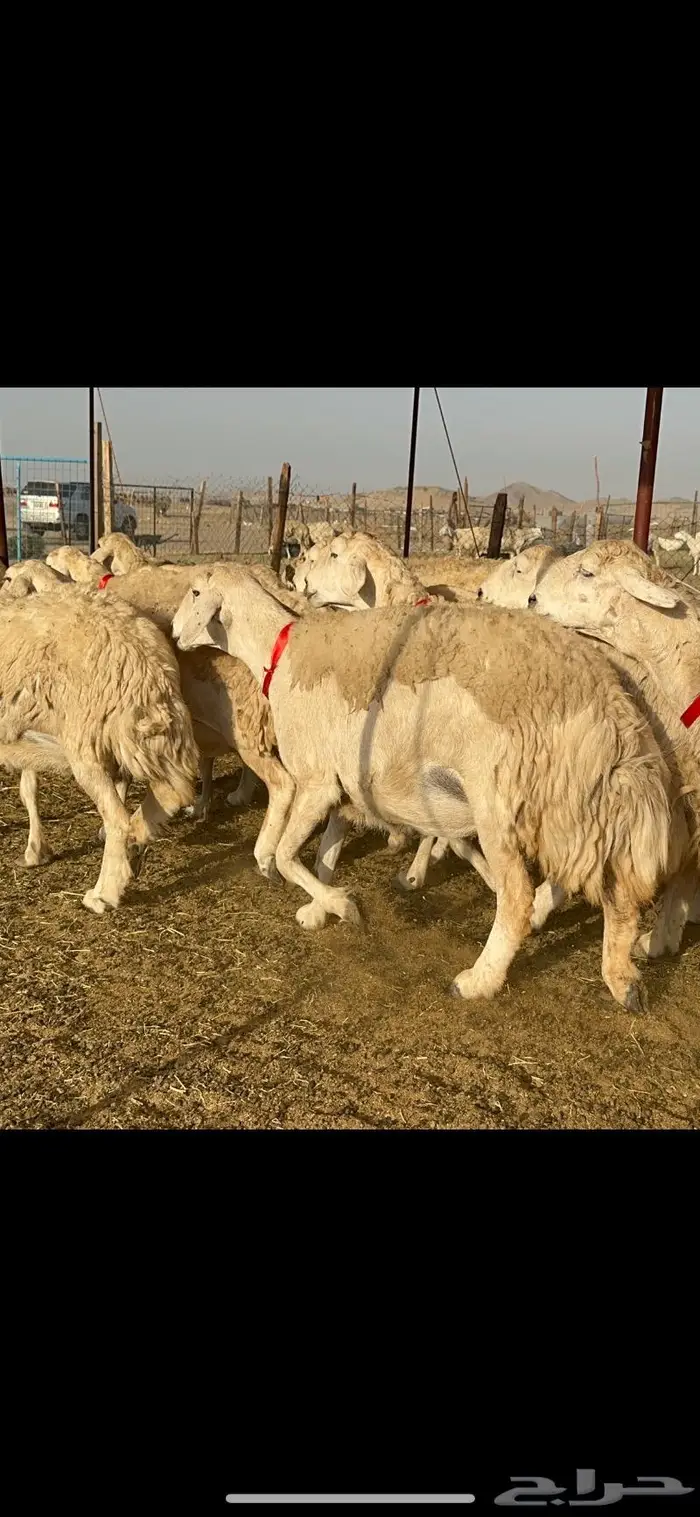 غنم حرية موة القناي حرش صنف 52 9