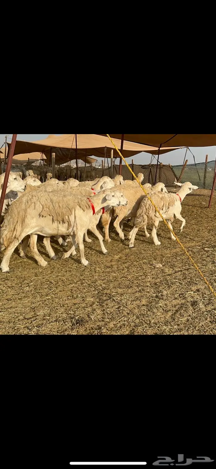 غنم حرية موة القناي حرش صنف 52 10