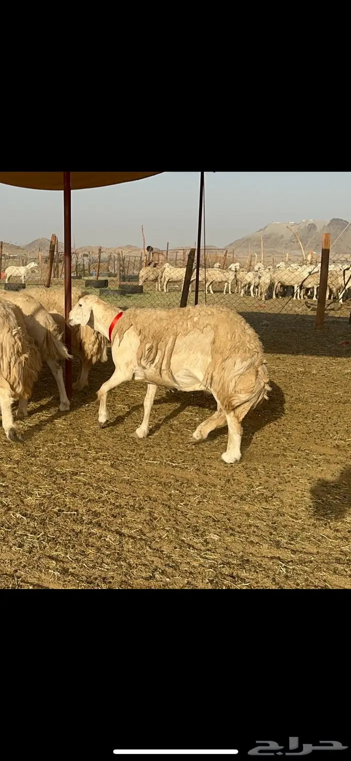 غنم حرية موة القناي حرش صنف 52 11