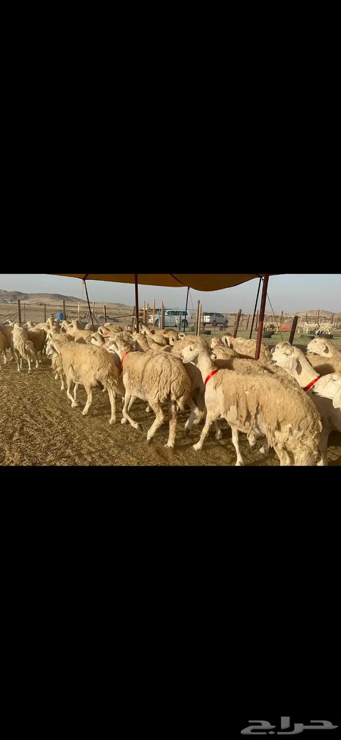 غنم حرية موة القناي حرش صنف 52 0