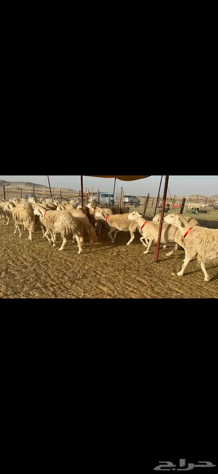 غنم حرية موة القناي حرش صنف 52 1