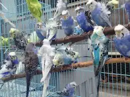 اجواز بادجي 17 جوز بادجي للبيع 0