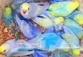 اجواز بادجي 17 جوز بادجي للبيع 1