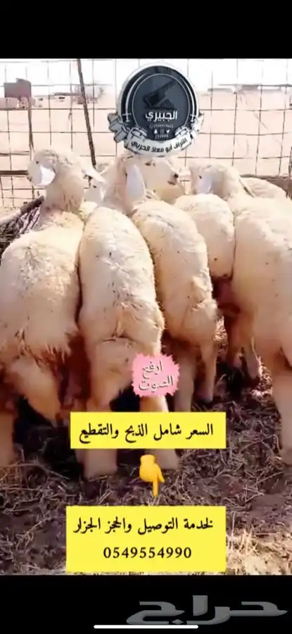 ذبائح فاخره بالربع والنص وذبيحة كامله 0