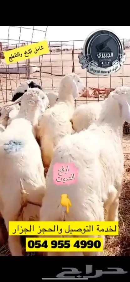 ذبائح فاخره بالربع والنص وذبيحة كامله 1