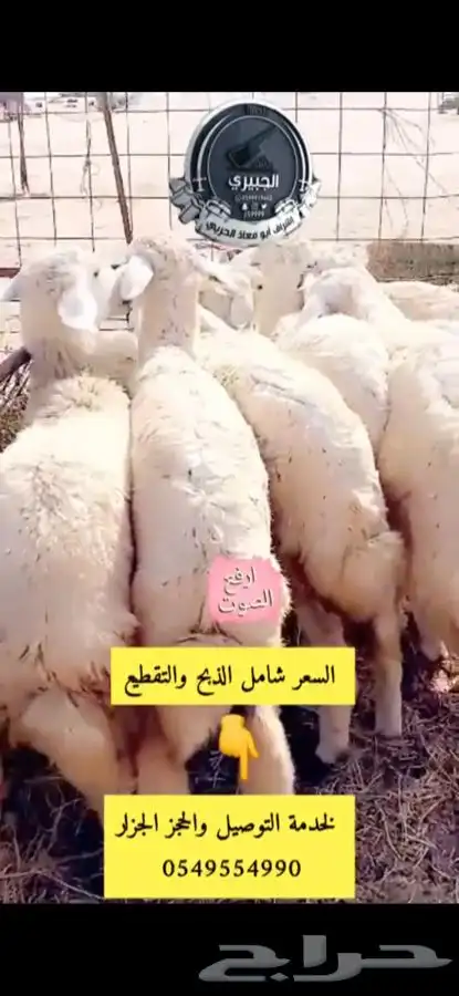 ذبائح فاخره بالربع والنص وذبيحة كامله 3
