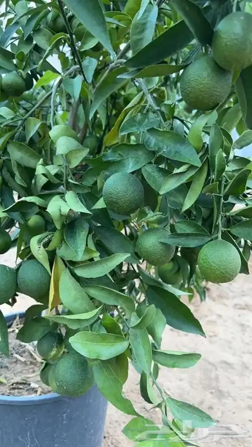 اشجار حمضيات . لوزيات . اشجار ذينه و عطريات و رود مستمره 3
