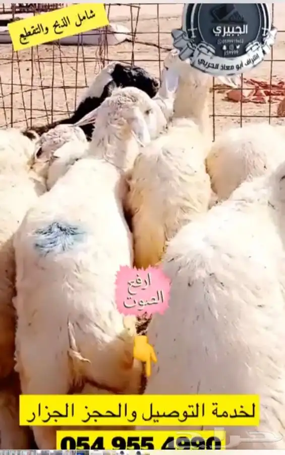 ذبائح فاخره بالربع والنص وذبيحة كامله 2