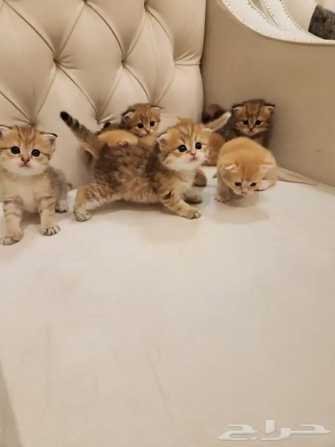 انتاج كتن سكوتش مستوى عالي ( تم البيع ) 0