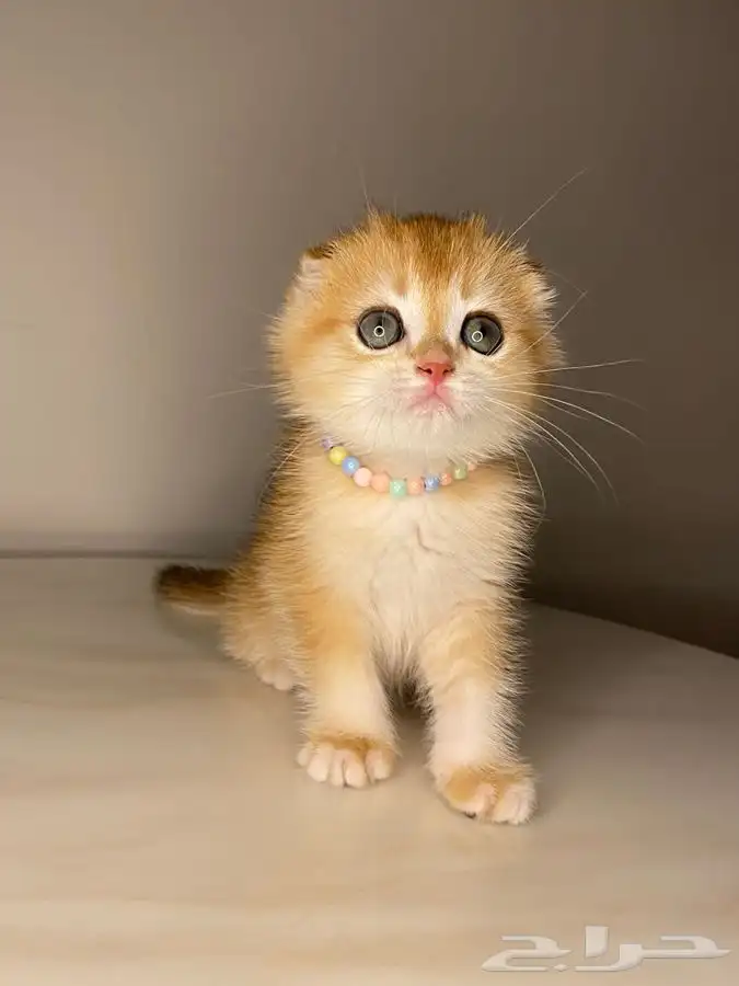 قطط كيتن للبيع 0