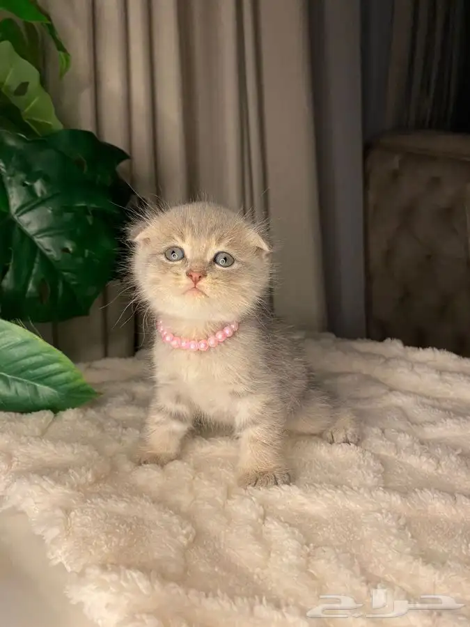 قطط كيتن للبيع 1