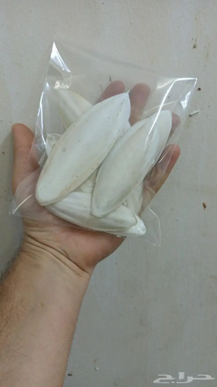 عرض خاص لأصحاب المحلات حبار الكيس بريالين 0