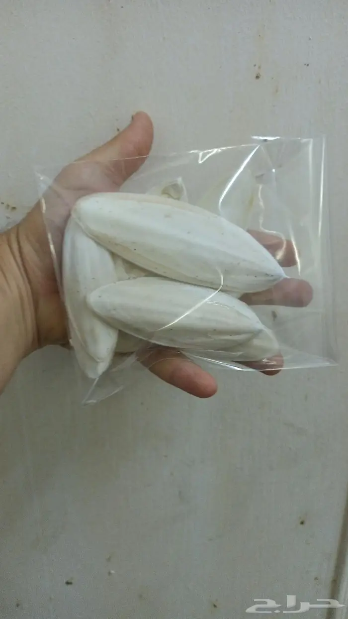 عرض خاص لأصحاب المحلات حبار الكيس بريالين 2