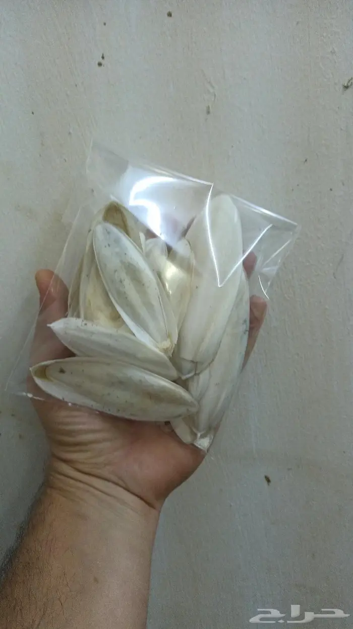 عرض خاص لأصحاب المحلات حبار الكيس بريالين 3