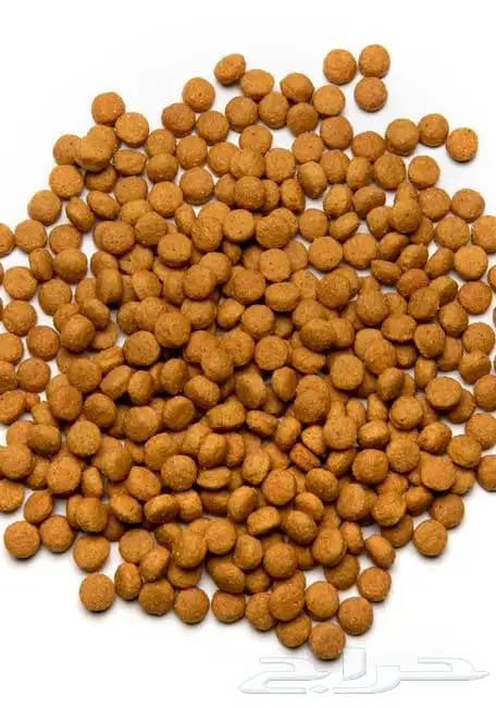 غذاء عالي الطاقة سيتاكوس اكل الطيور الكبيره غذاء يومي 5