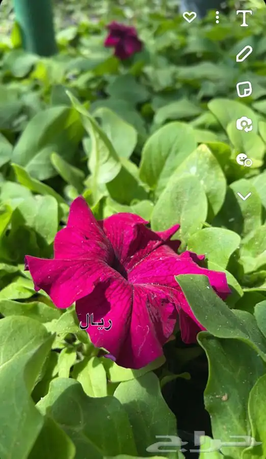 شتلات واشجار جميع الاحجام باسعار طيبه مزهر ومثمر 0