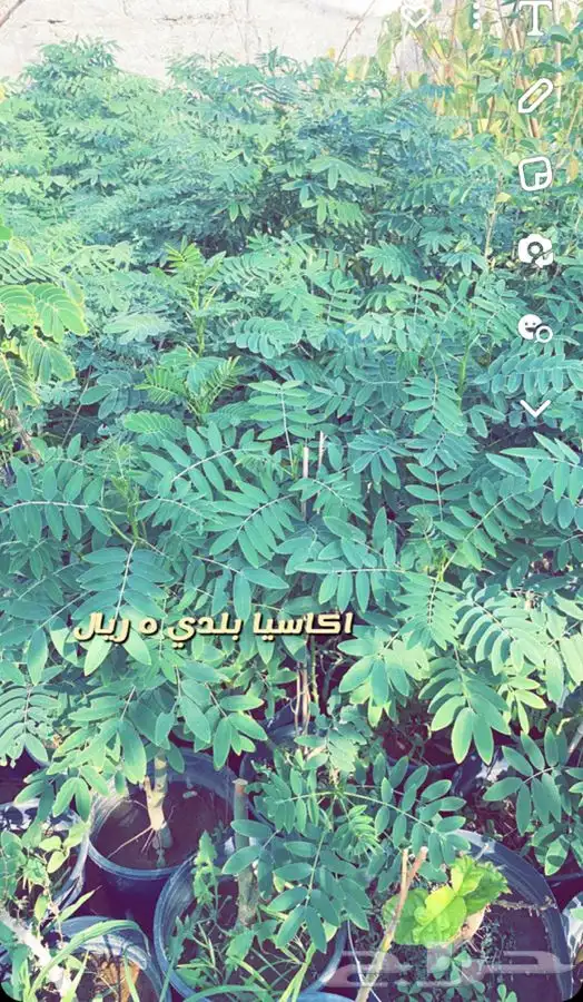 شتلات واشجار جميع الاحجام باسعار طيبه مزهر ومثمر 2