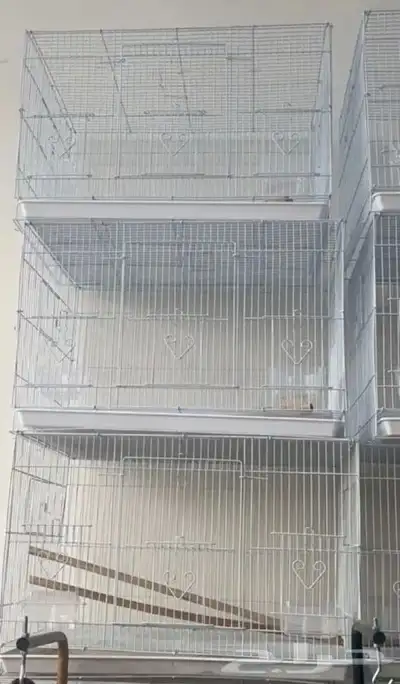 مستلزمات طيور 1