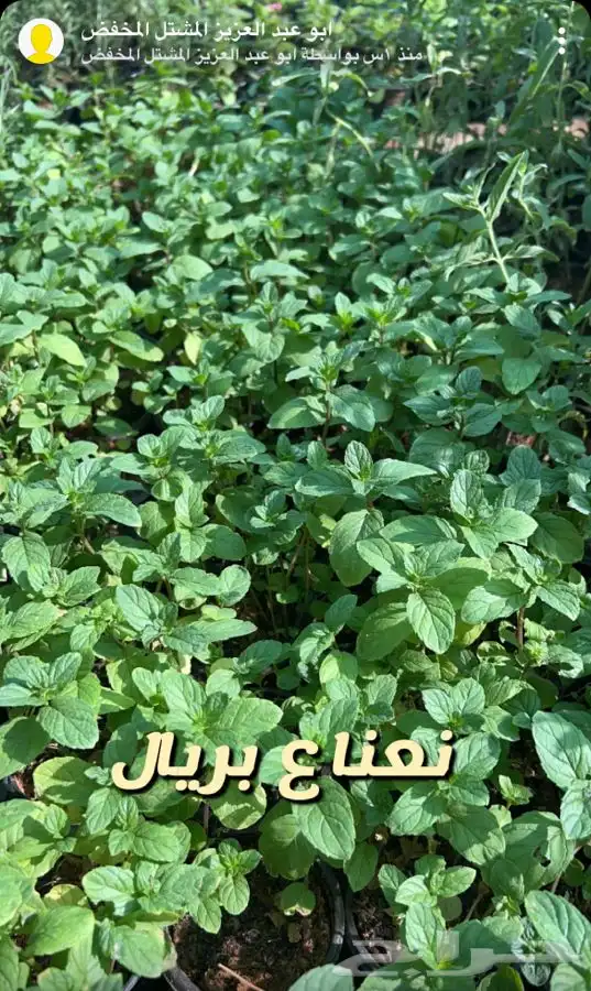 شتلات واشجار جميع الاحجام باسعار طيبه مزهر ومثمر 4