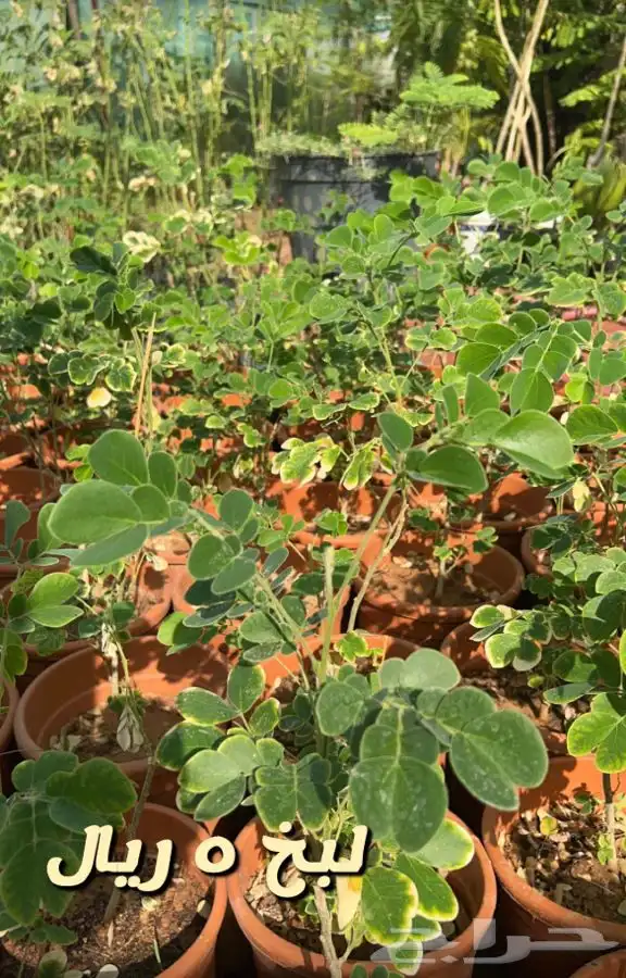 شتلات واشجار جميع الاحجام باسعار طيبه مزهر ومثمر 6