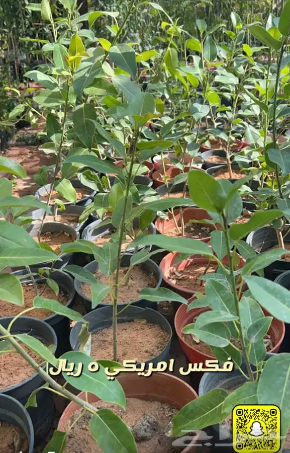 شتلات واشجار جميع الاحجام باسعار طيبه مزهر ومثمر 9