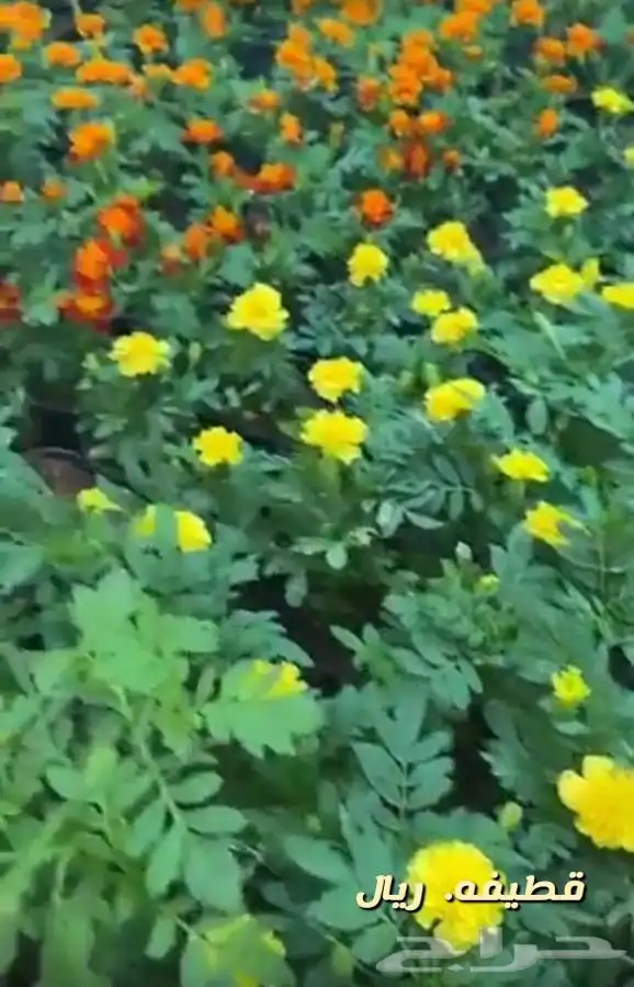 شتلات واشجار جميع الاحجام باسعار طيبه مزهر ومثمر 8