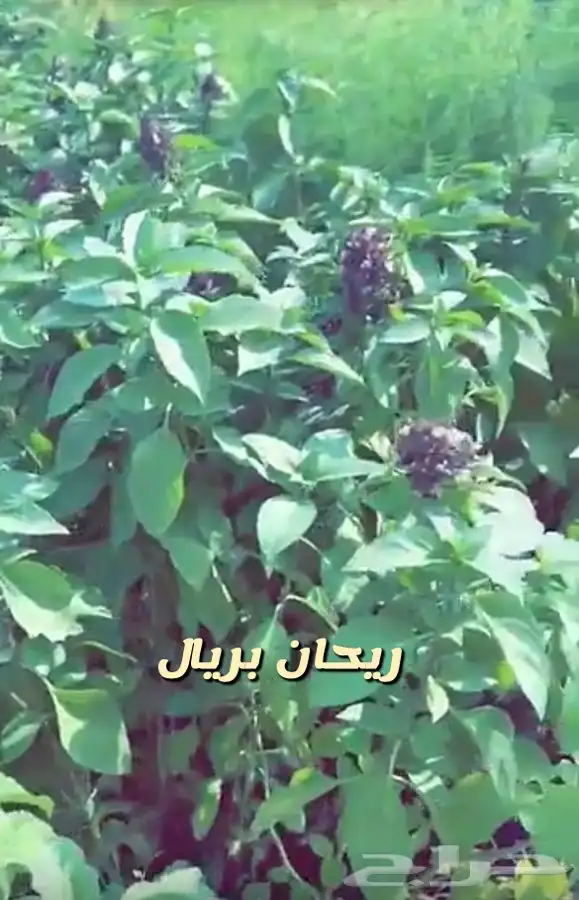 شتلات واشجار جميع الاحجام باسعار طيبه مزهر ومثمر 3