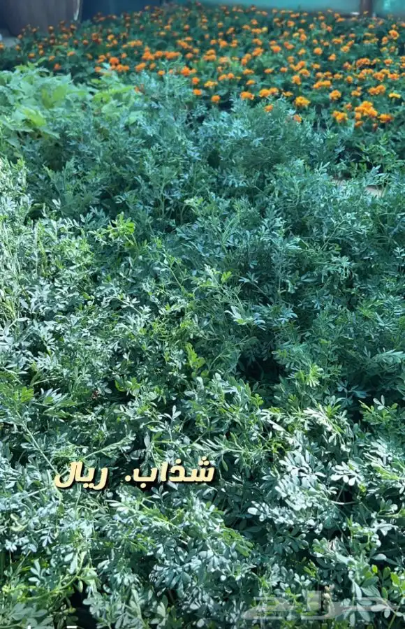 شتلات واشجار جميع الاحجام باسعار طيبه مزهر ومثمر 7