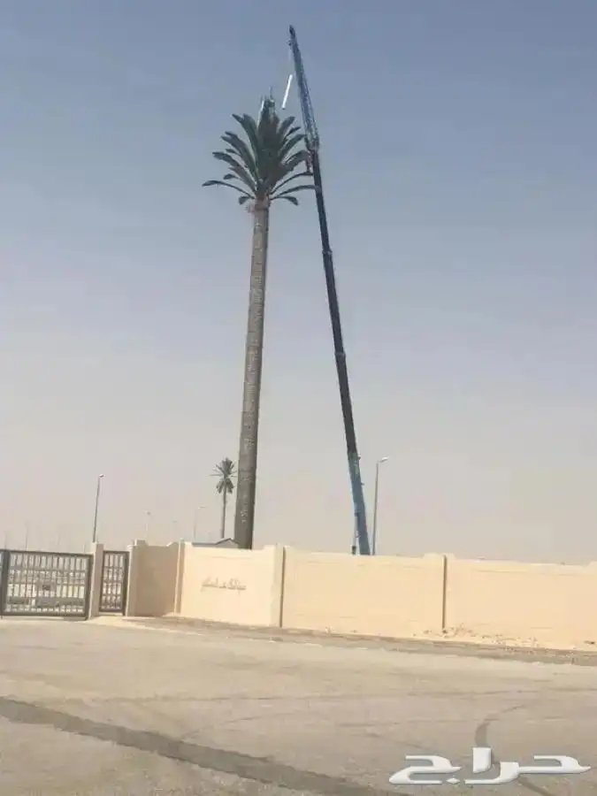 Cranes for rent in Al Ahsa 3