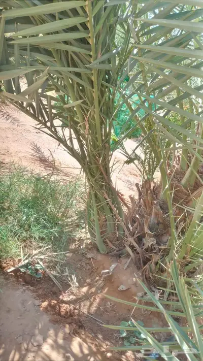 فسائل نخل اخلاص فاخر 1