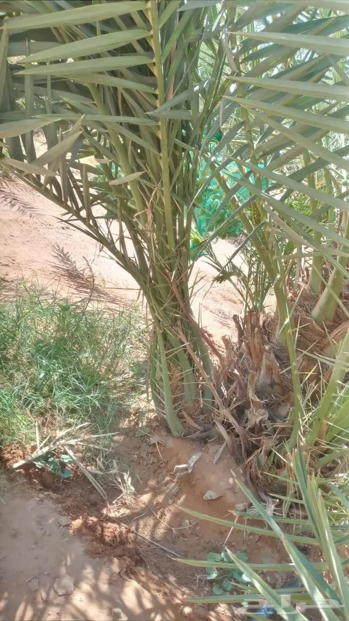 فسائل نخل اخلاص فاخر 1