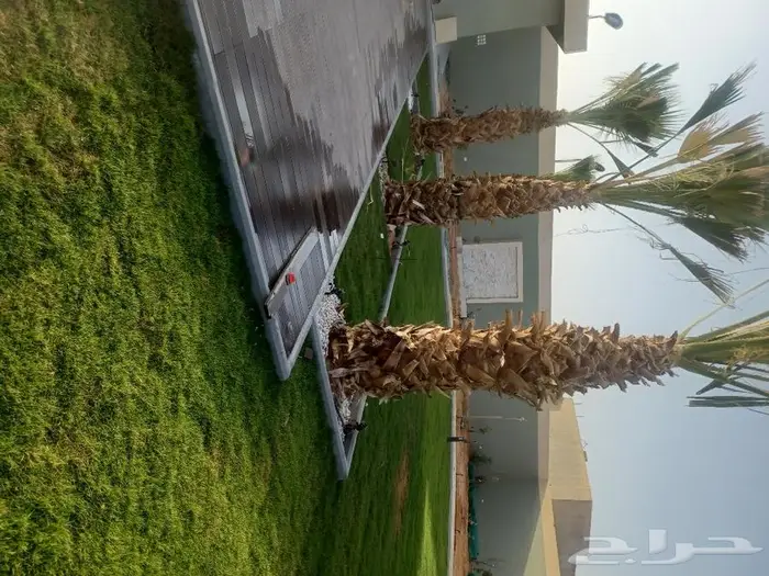 زراعة الثيل طبيعي والأشجار 3