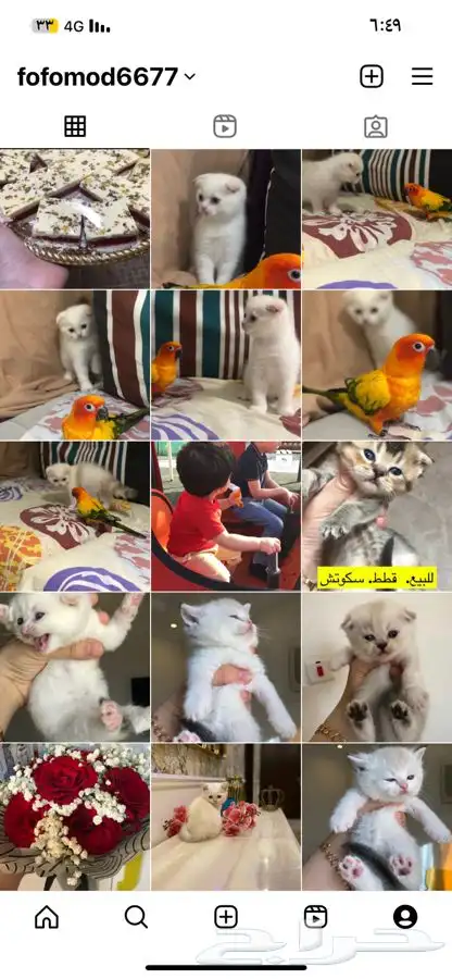 اوتيل قطط جدة و طيور 2