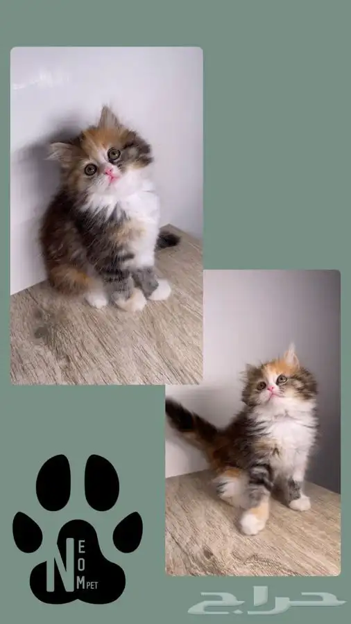 سكوتش فولد قطط صغيره كيتن هملايا شيرازي انثى ذكر بسه قطه قط 5