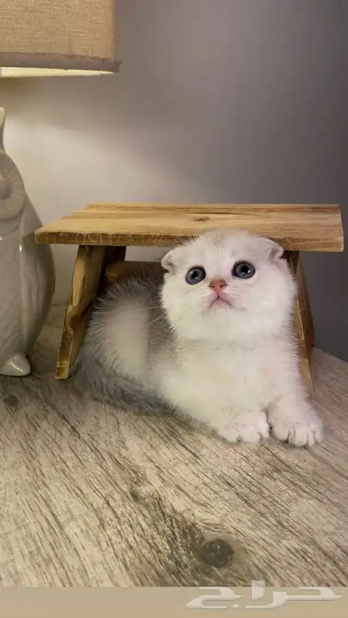 سكوتش فولد قطط صغيره كيتن هملايا شيرازي انثى ذكر بسه قطه قط 0