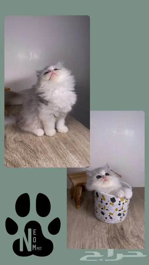 سكوتش فولد قطط صغيره كيتن هملايا شيرازي انثى ذكر بسه قطه قط 8