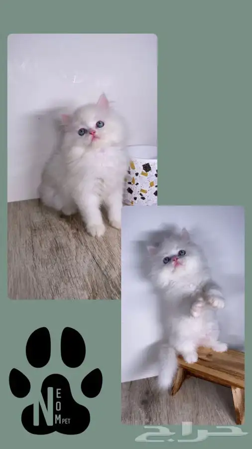 سكوتش فولد قطط صغيره كيتن هملايا شيرازي انثى ذكر بسه قطه قط 9