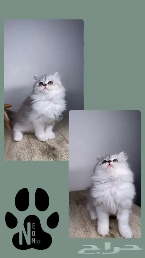 سكوتش فولد قطط صغيره كيتن هملايا شيرازي انثى ذكر بسه قطه قط 10