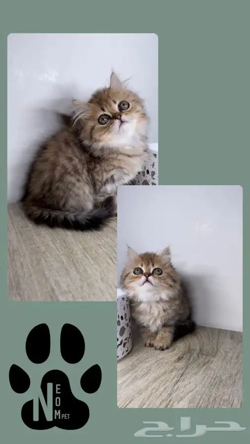 سكوتش فولد قطط صغيره كيتن هملايا شيرازي انثى ذكر بسه قطه قط 4