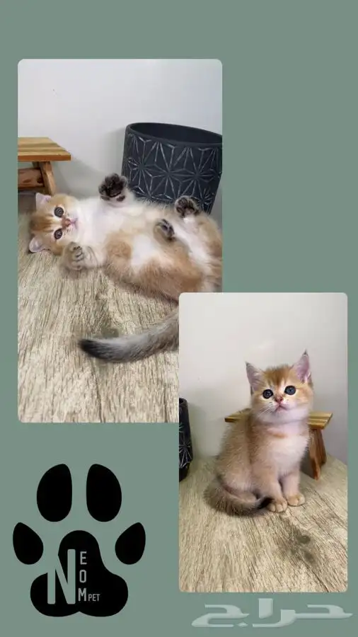 سكوتش فولد قطط صغيره كيتن هملايا شيرازي انثى ذكر بسه قطه قط 3