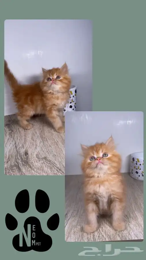 سكوتش فولد قطط صغيره كيتن هملايا شيرازي انثى ذكر بسه قطه قط 7