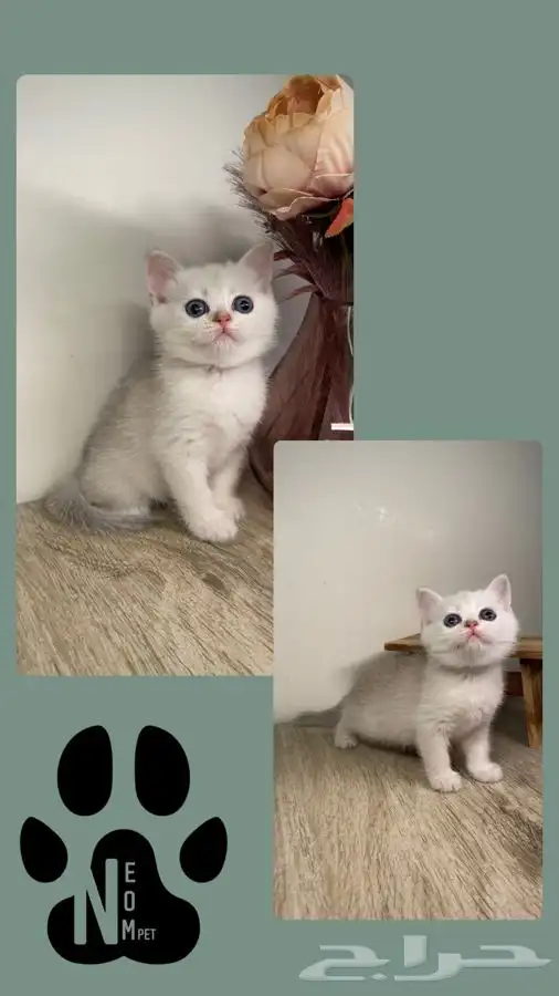 سكوتش فولد قطط صغيره كيتن هملايا شيرازي انثى ذكر بسه قطه قط 2